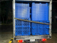 Pallet nhựa xuất khẩu An Giang