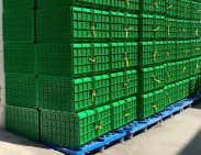 Khay nhựa đựng trái cây xuất khẩu