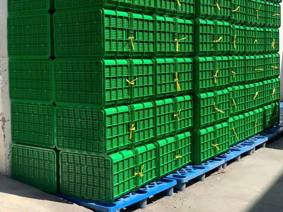 Khay nhựa đựng trái cây xuất khẩu
