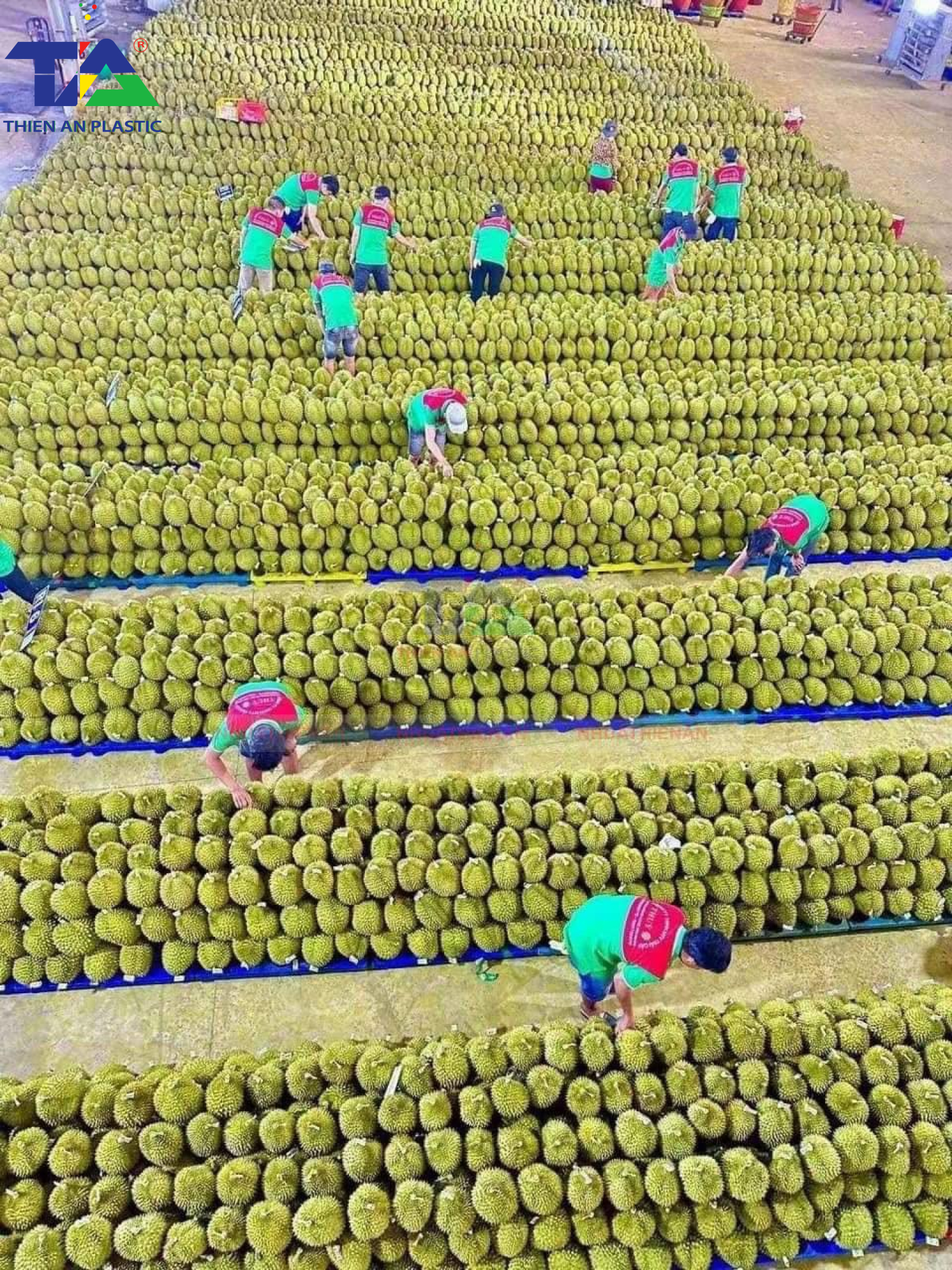 Pallet Kê Sầu Riêng( KT: 1200 x 1000 x 145mm)